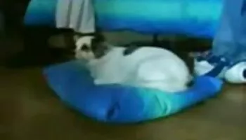 Vanessa se videos adultos la follan duro